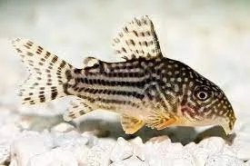 Corydoras Sterbai