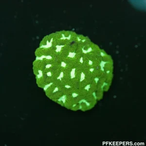 Green Belize - Isophyllia rigida