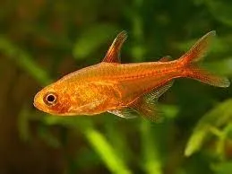 Tetra Ambar - Hyphessobrycon amandae