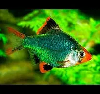 Barbo Tetrazona Verde - Puntius tetrazona