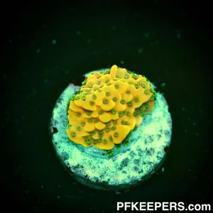 Montipora danae ULTRA