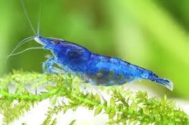 Blue Dream - Neocaridina heteropoda