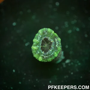 Micromussa australiensis Green