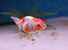 Ranchu -  Carassius auratus