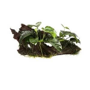 Anubias barteri var. nana on Wood Tropica