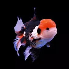 Oranda Tricolor  - Carassius auratus