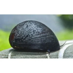 Neritina puligera (Algae Eating Snail)