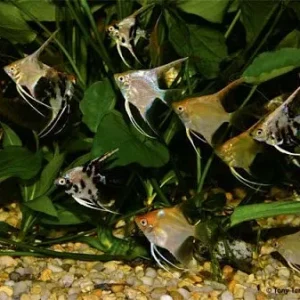 Escalar Sortido 2-4cm - Pterophyllum scalare