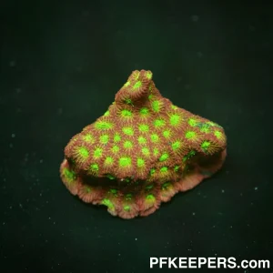 Ultra Candy Leptoseris sp.