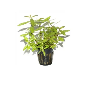 Hygrophila polysperma ´Rosanervig` pot Tropica