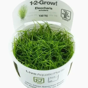 Eleocharis acicularis 1-2 Grow Tropica