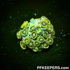 Nuclear Green Dragon Eyes Zoanthid