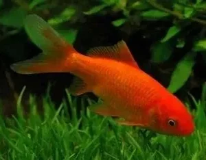 Blue Ice Nova Zoanthid