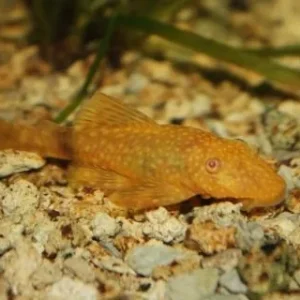 Ancistrus sp. Albino (2-5cm)