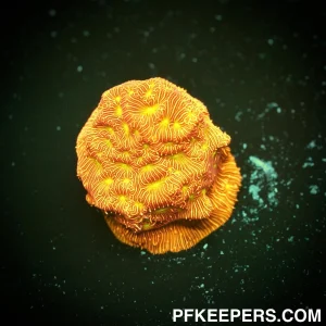 Jason Fox Jack O'Lanter Leptoseris