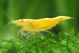 Yellow - Neocaridina Heteropoda