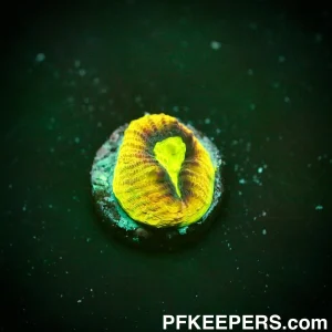 NCF Dragon Soul Goniastrea Ultra