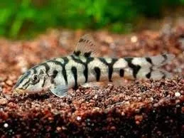 Botia Paquistanesa - Botia Lohachata