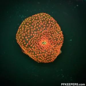 Interstellar Mushroom