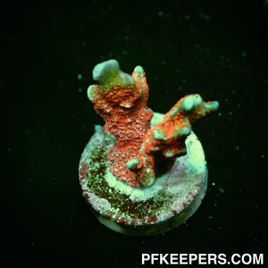 Forest Fire Branched Montipora