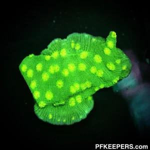 NCF Gold Dusted People eater