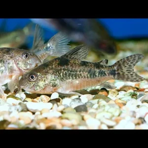 Corydora Sal & Pimenta - Corydoras paleatus