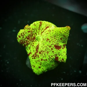 NCF Jawbreacker Mushroom WYSIWYG