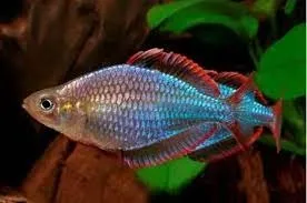 Peixe Arco-Íris Neon - Melanotaenia praecox