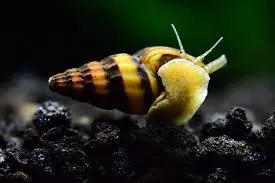 Assasin Snail - Anentome helena
