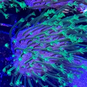 NCF Green Polyp Sarcophyton