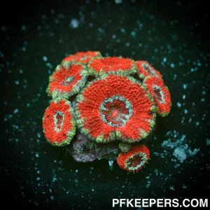 Micromussa lordhowensis Red