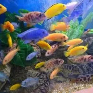 Ciclideos Africanos Sortido <8cm - Pequeno