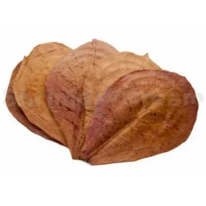 Folhas de Catappa - Terminalia catappa (5 Unidades)