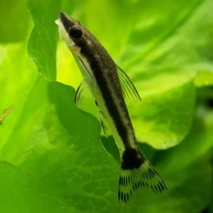 Otocinclus Affinis
