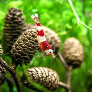 Pinha de Amieiro - Alnus glutinosa