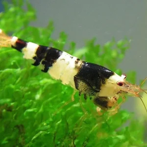 Black Bee - Caridina cantonensis