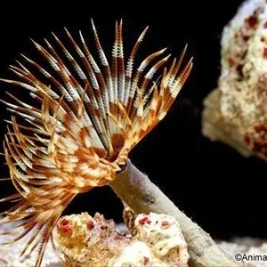 Feather Duster- Sabellastarte magnifica