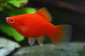 Platy (Sortido) -  Xiphophorus maculatus