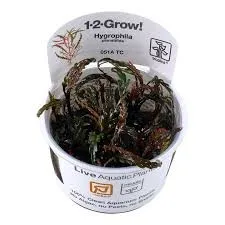 Hygrophila pinnatifida 1-2 Grow Tropica