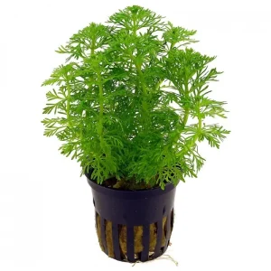 Limnophila sessiliflora pot in single package Tropica