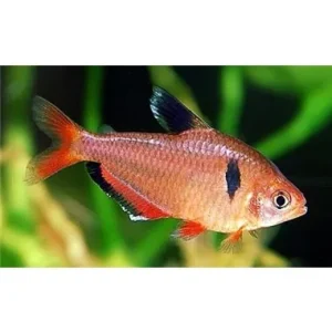 Tetra Serpae - Hypressobrycon Serpae