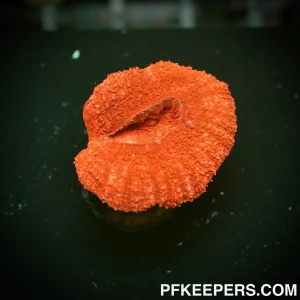 NCF Lobophyllia Red FR21 081 00596-I