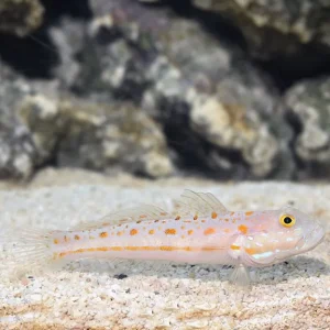 Orange Spot Goby - Valenciennea puellaris
