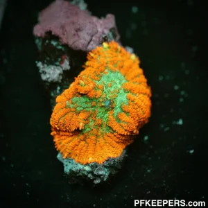 Bullseye Mushroom - Rhodactis sp.