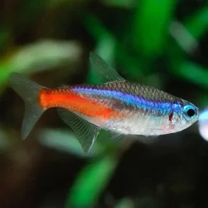Tetra Neon - Paracheirodon innesi