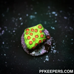 Jason Fox Alien Pox Cyphastrea