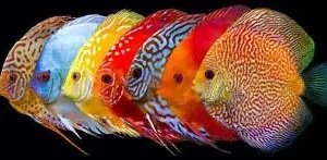 Discus Sortidos 8-10cm - Symphysodon aequifasciatus