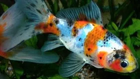 Shubunkin sortido 4-5cm - Carassius auratus