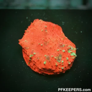 Red Moon Oxypora Chalice