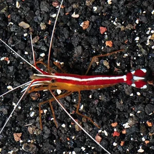 Cleaner Shrimp - Lysmata amboinensis